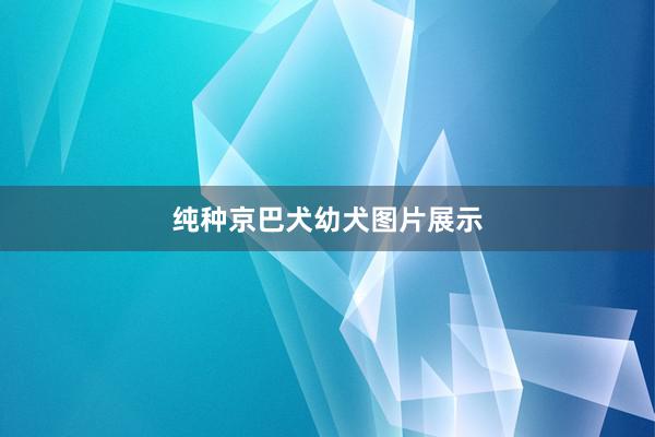 纯种京巴犬幼犬图片展示